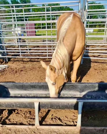 Palomino