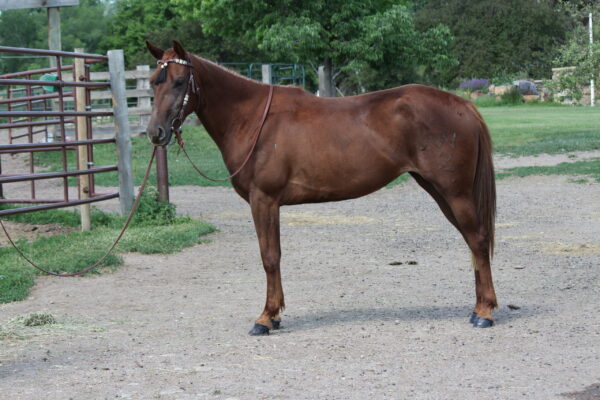 AQHA mare