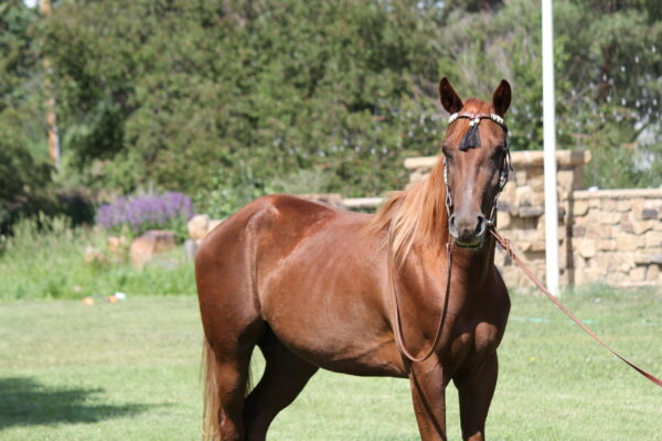 AQHA Mare