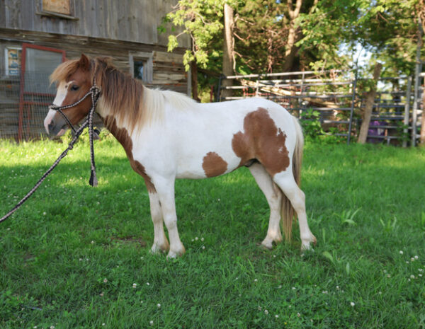 Sorrel & White paint pony gelding