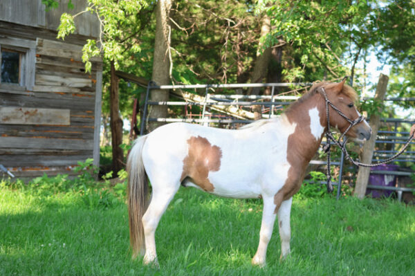 Sorrel & White paint pony gelding