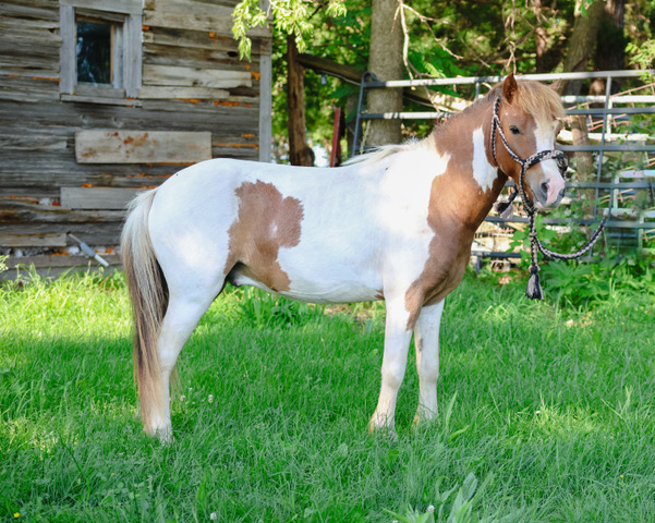 Sorrel & White paint pony gelding