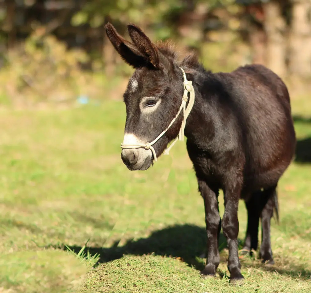 Micro mini donkey