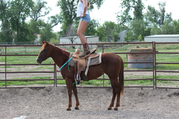 liver chestnut mare
