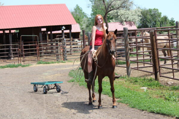 Liver Chestnut mare