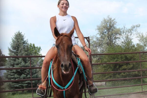 Liver Chestnut mare