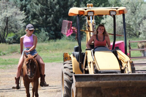 AQHA mare