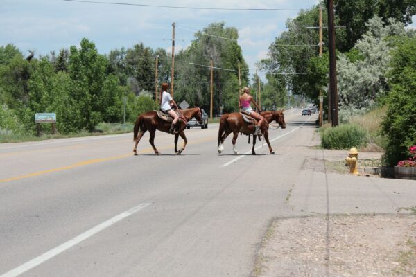 AQHA mare