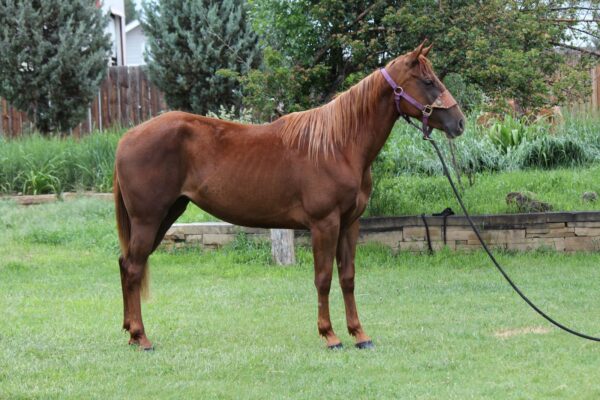 AQHA mare