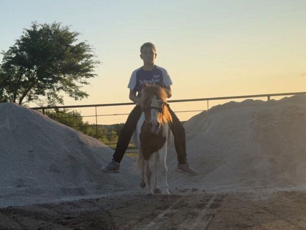 Sorrel & White paint pony gelding