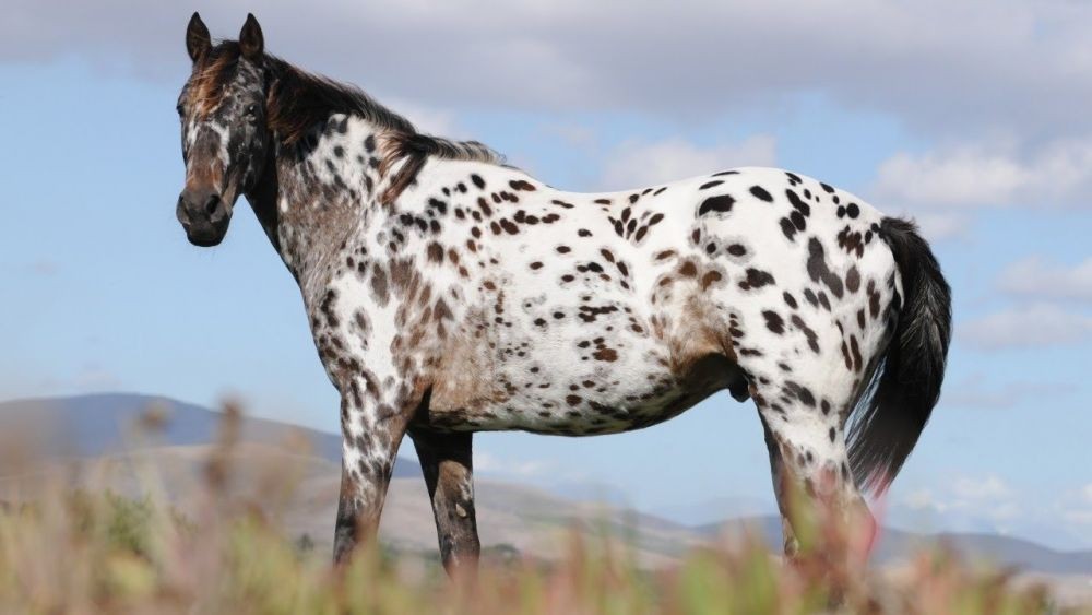 Appaloosa horse
