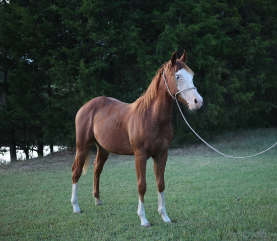 HMR Smokn 45 yearling registered colt