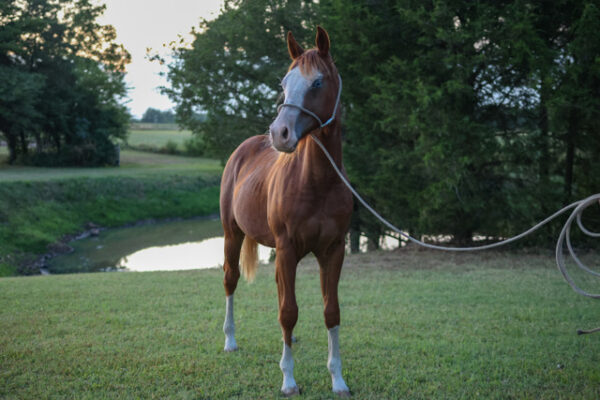 HMR Smokn 45 yearling registered colt