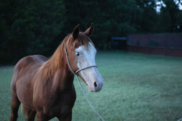 HMR Smokn 45 yearling registered colt