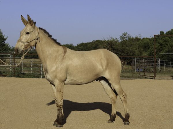 Buckshot Buckskin mule