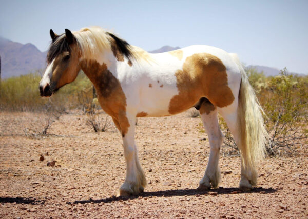Vulcan’s Juno Crossbred Gypsy