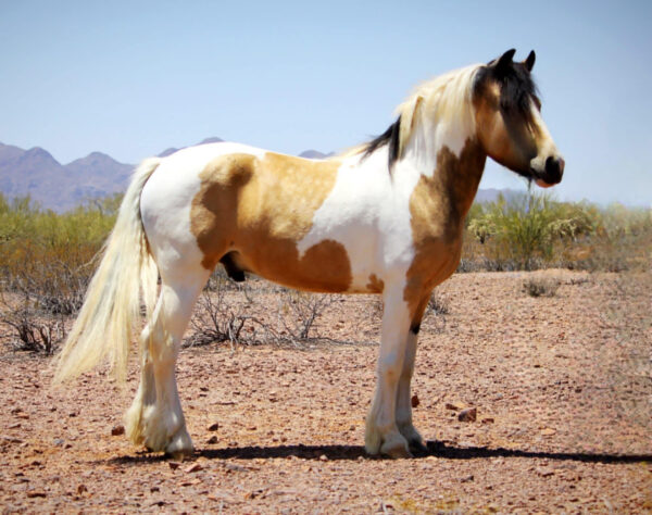 Vulcan’s Juno Crossbred Gypsy