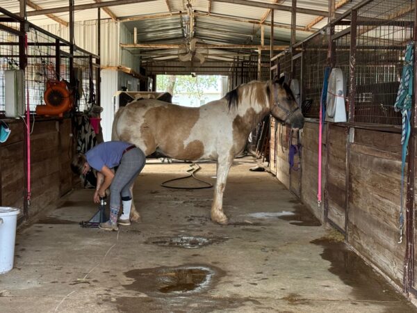 Vulcan’s Juno Crossbred Gypsy