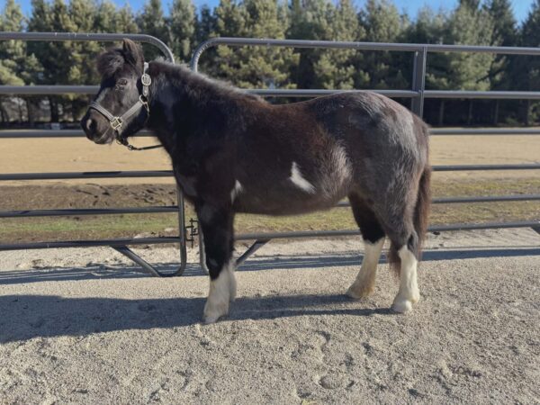 Black & white Paint pony mare