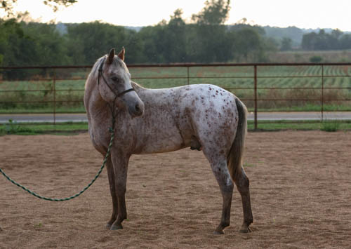 POA Gelding