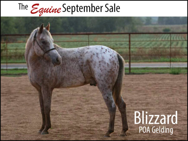 POA Gelding