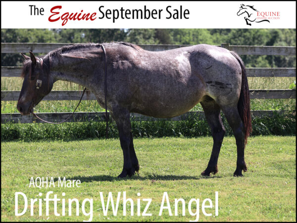 AQHA blue roan mare
