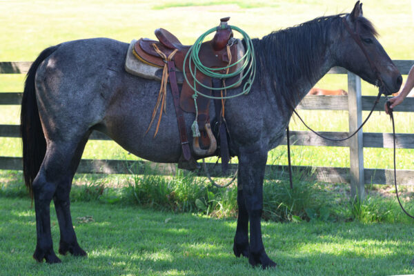 Filly - Image 7