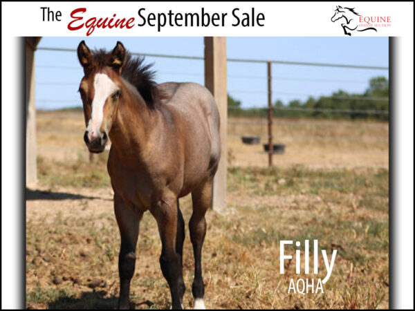 AQHA Filly