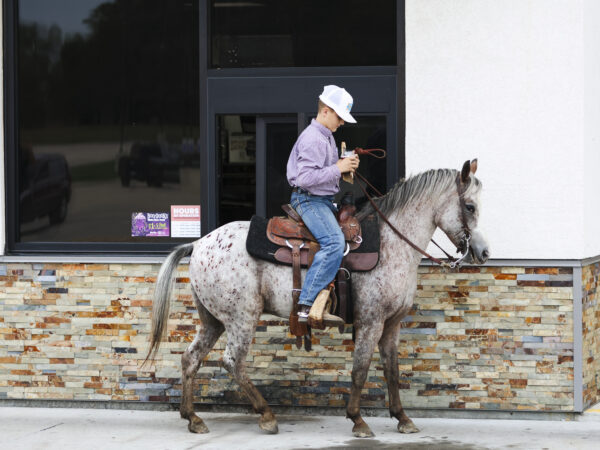 Blizzard bay leopard registered pony