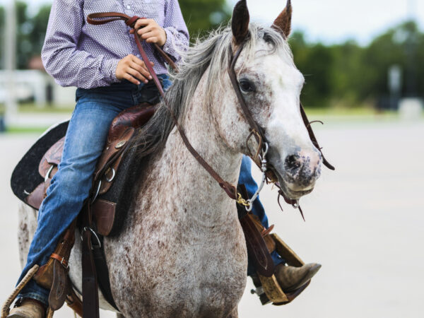 Blizzard bay leopard registered pony