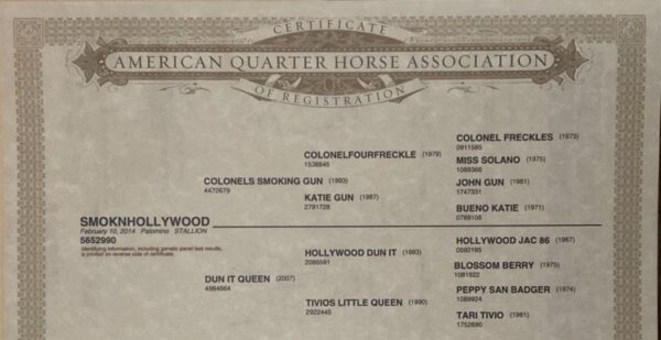 Stallion Papers