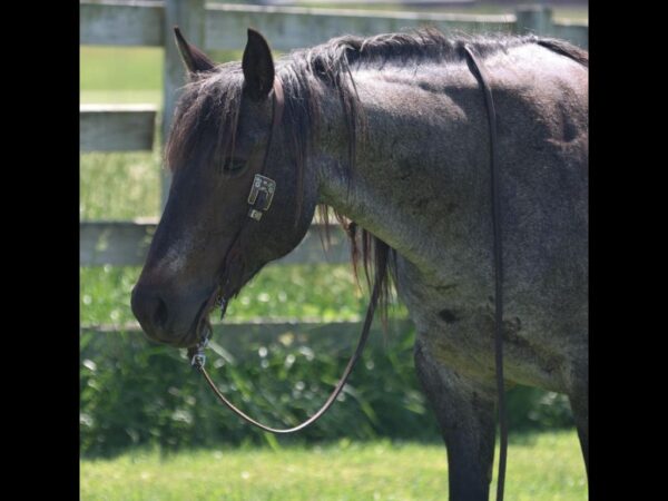 AQHA Blue roan mare