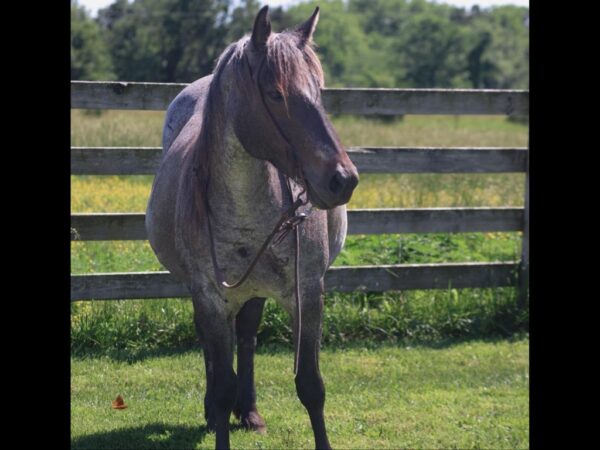 AQHA Blue roan mare