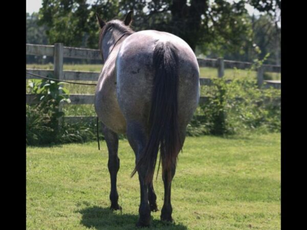 AQHA Blue roan mare
