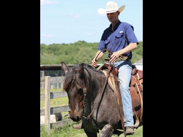 AQHA Blue roan mare