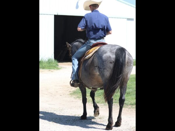AQHA Blue roan mare
