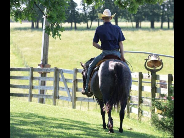 AQHA Blue roan mare