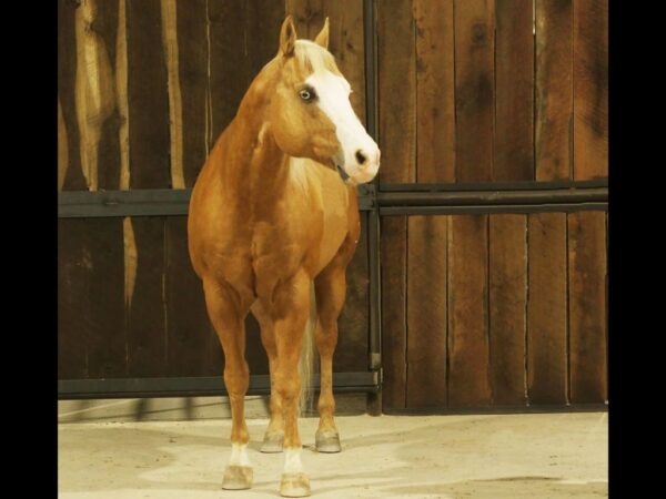 SmoknHollywood Stallion