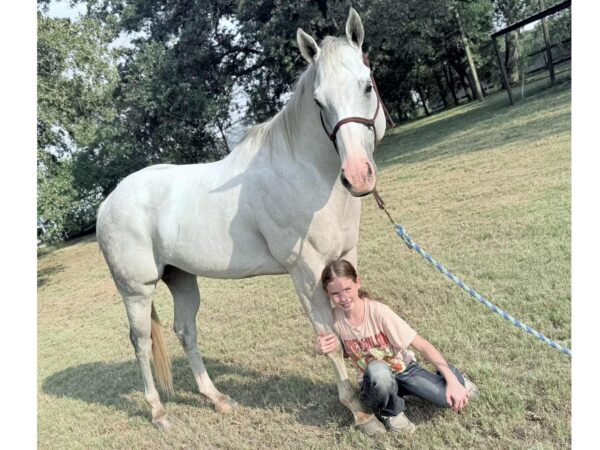 AQHA grey gelding rope horse