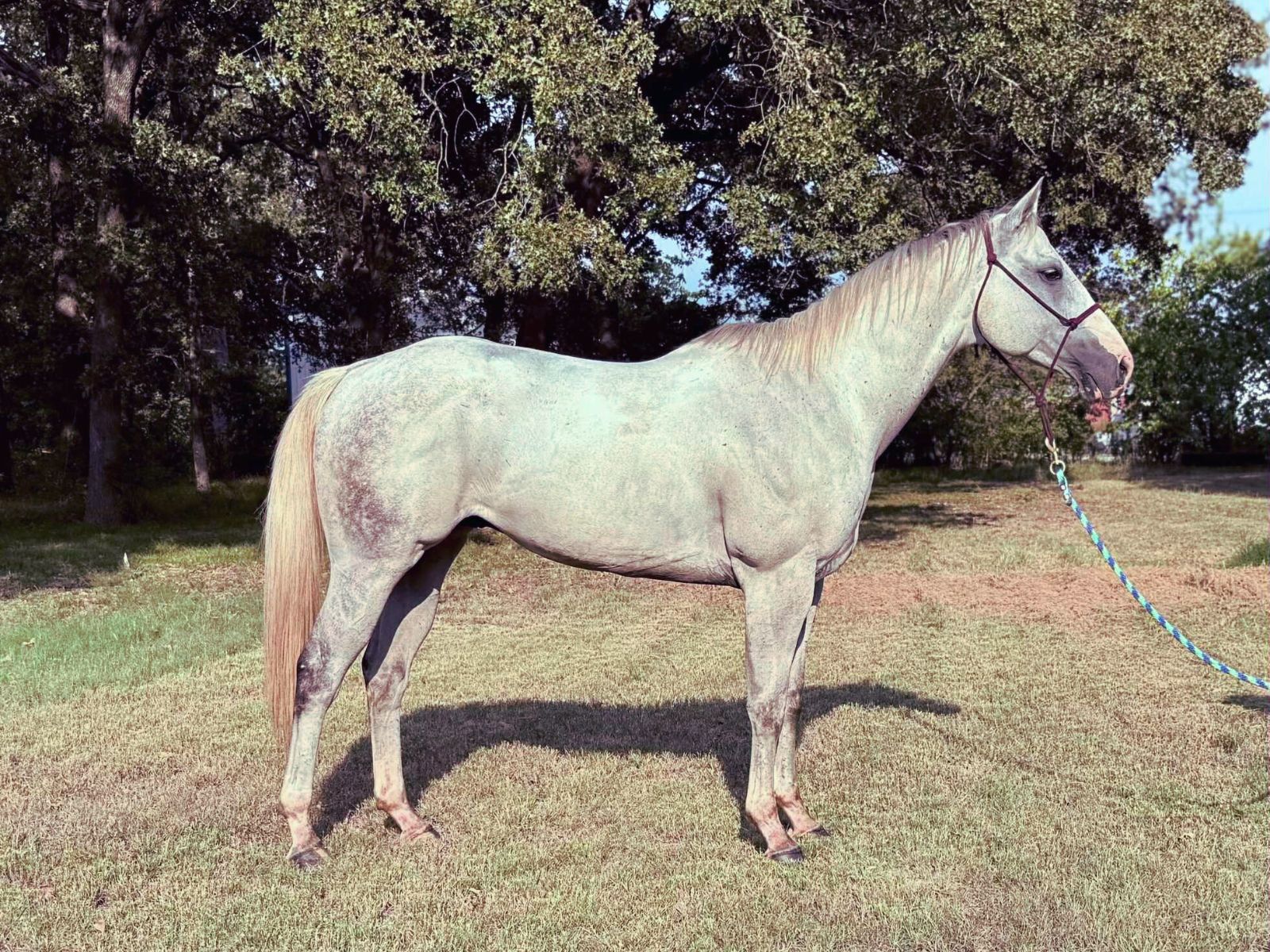 AQHA grey gelding rope horse