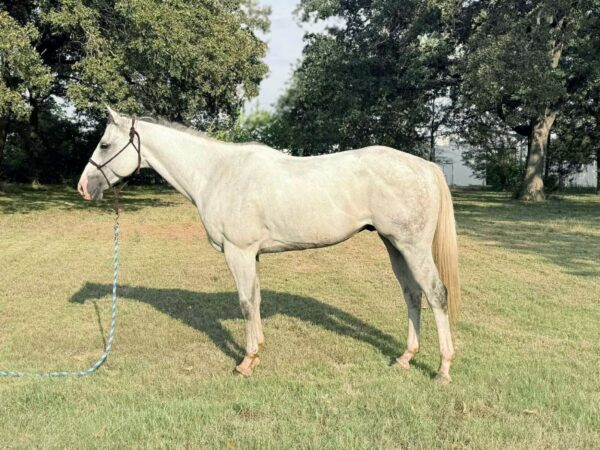 AQHA grey gelding rope horse
