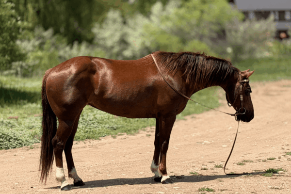 Liver chestnut mare