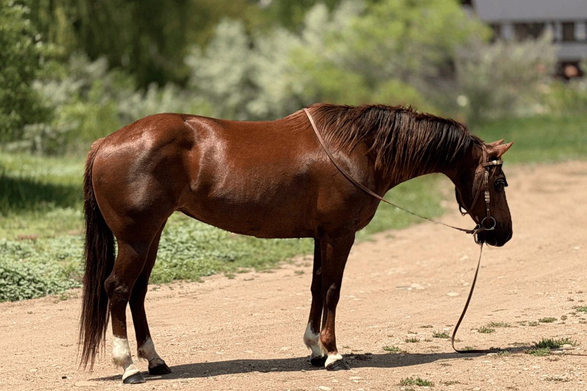 Liver chestnut mare