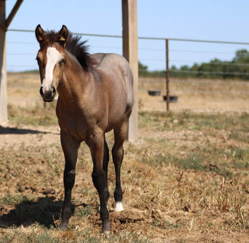 AQHA Filly