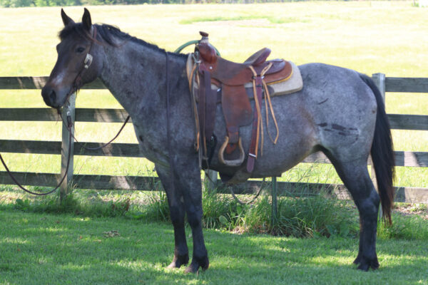 AQHA Blue roan mare