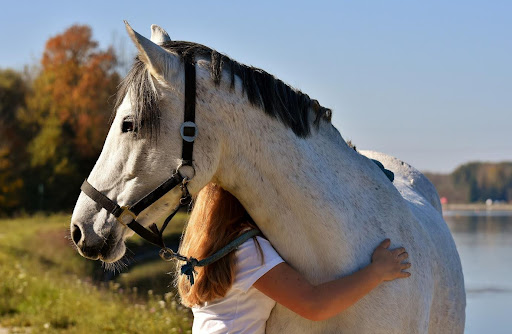 Therapy in Hooves - The Most Gentle Horse Breeds Used in Equine-Assisted Therapy