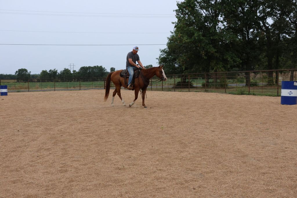 AQHA Sorrel Mare