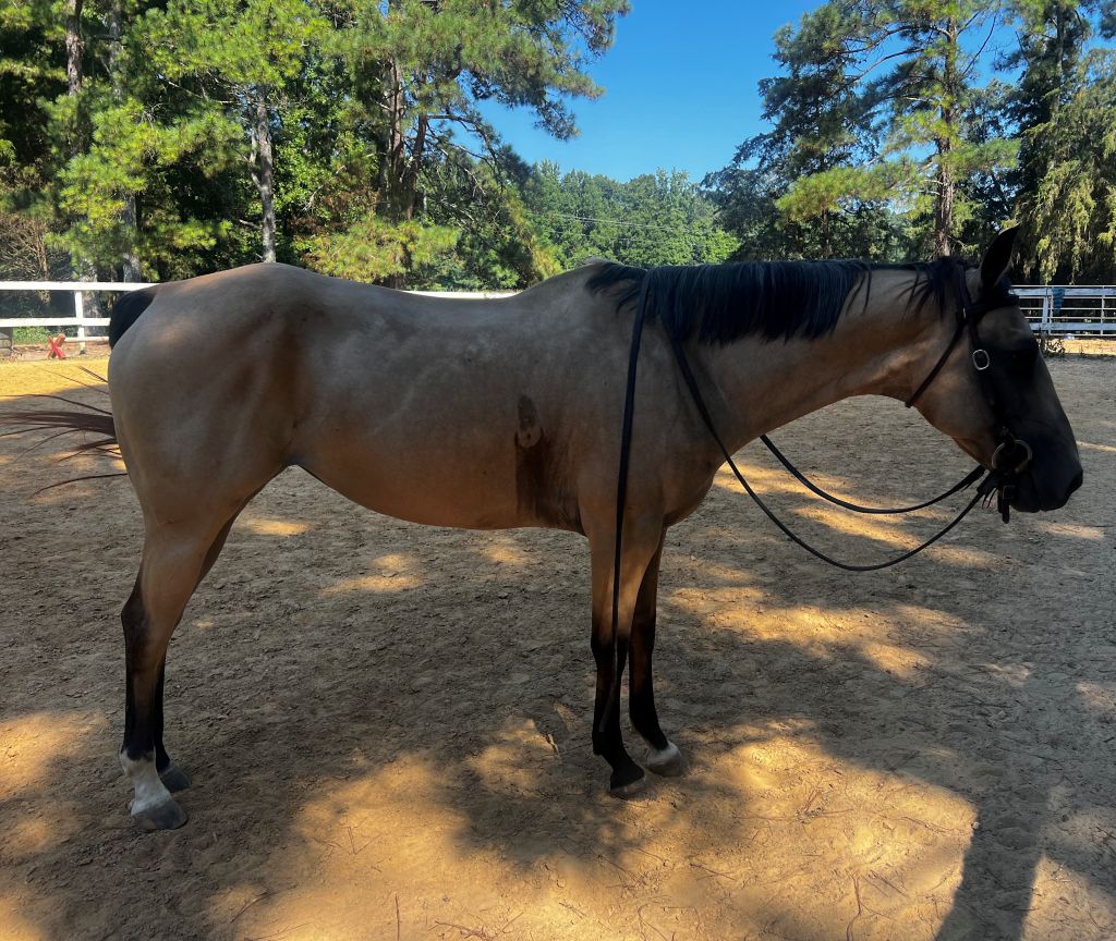AQHA MARE