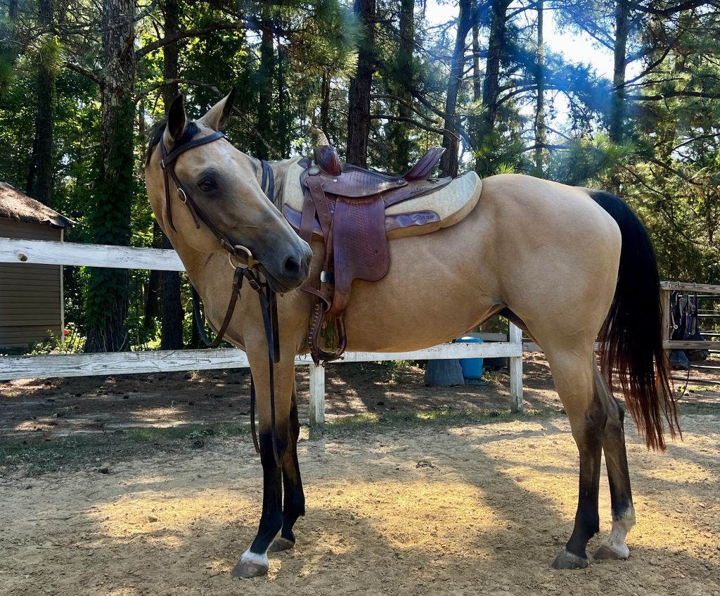 AQHA MARE