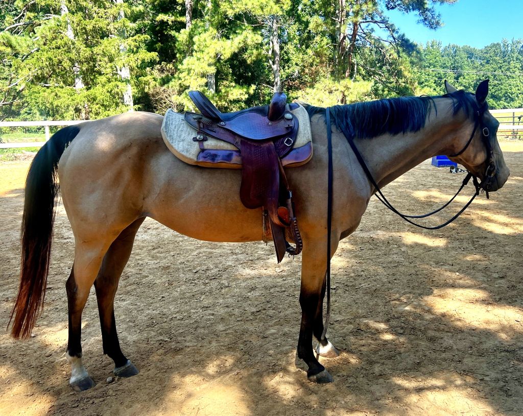 AQHA MARE